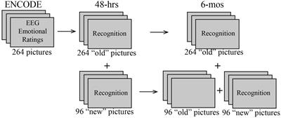 Alterations of theta power and synchrony during encoding in young adult binge drinkers: Subsequent memory effects associated with retrieval after 48 h and 6 months